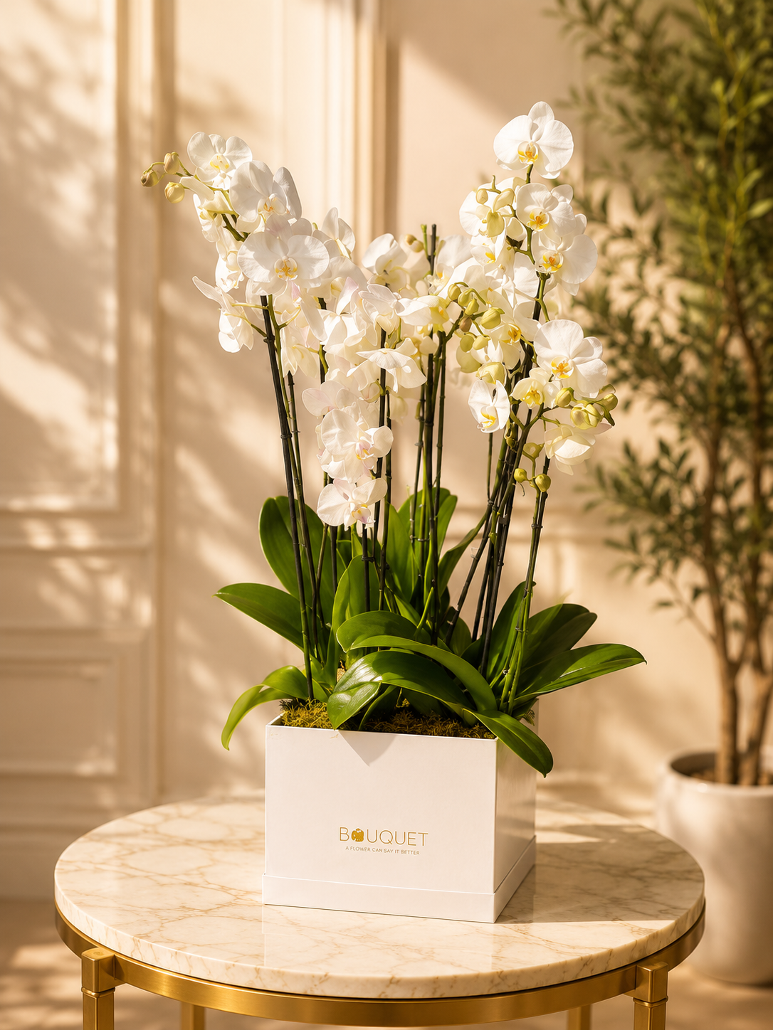 White Orchid Plant White Square Box